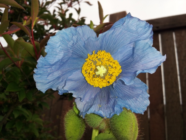 Meconopsis baileyi 'Himalayan Blue Poppy'