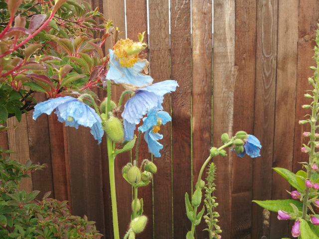 Meconopsis baileyi 'Himalayan Blue Poppy'