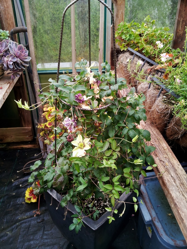 Blooming in the greenhouse in November