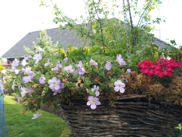 An overwintered basket with bacopa, verbena and geranium