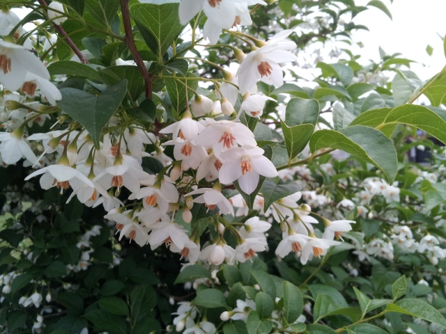 Japanese Snowbell Styrax Japonicus